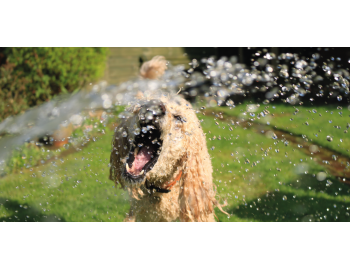 Vroči poletni dnevi